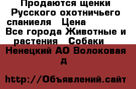 Продаются щенки Русского охотничьего спаниеля › Цена ­ 25 000 - Все города Животные и растения » Собаки   . Ненецкий АО,Волоковая д.